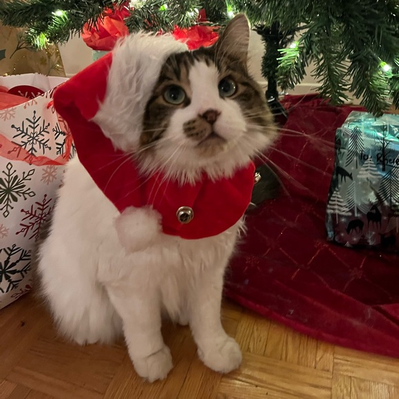 Meet your Posher, Kasandra - Picture 4 of 4